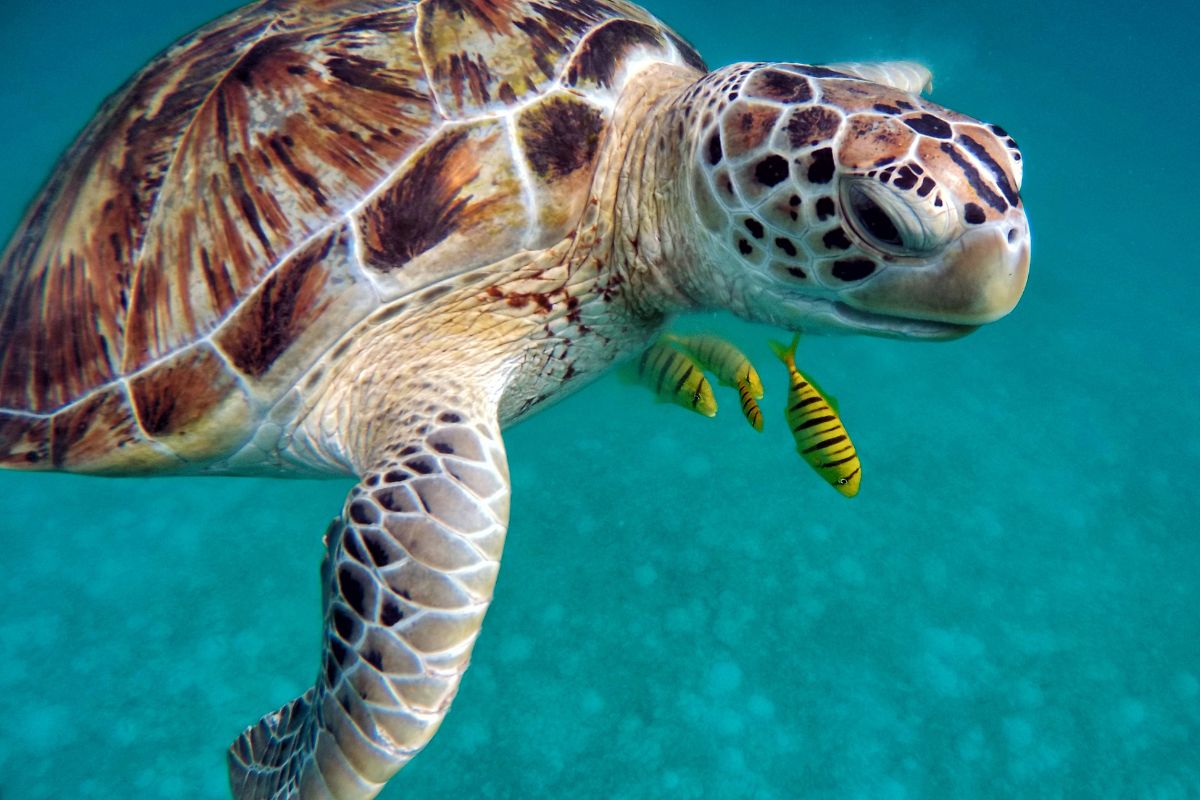 Giornata Mondiale delle Tartarughe marine e terrestri