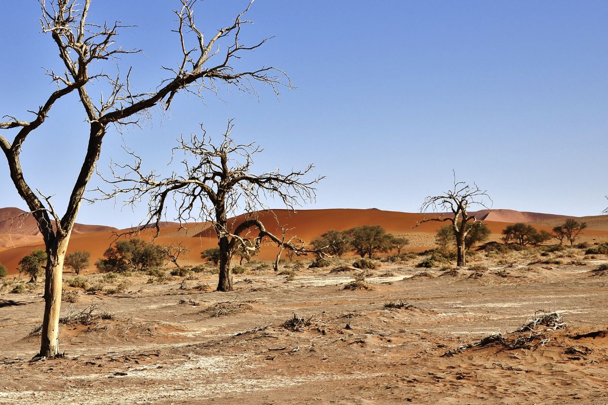 Giornata Mondiale per la Lotta alla Desertificazione e alla Siccità