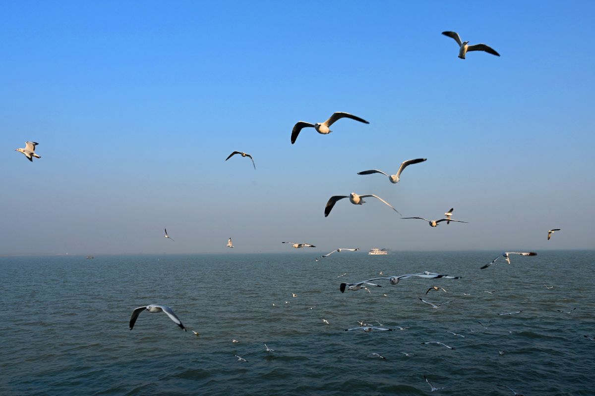 Giornata mondiale degli uccelli migratori 