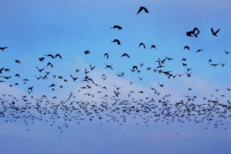 Giornata mondiale degli uccelli migratori