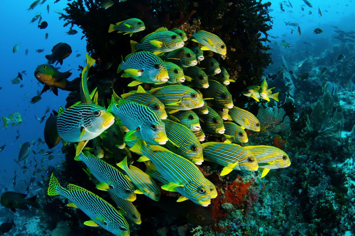 Giornata mondiale della Biodiversità