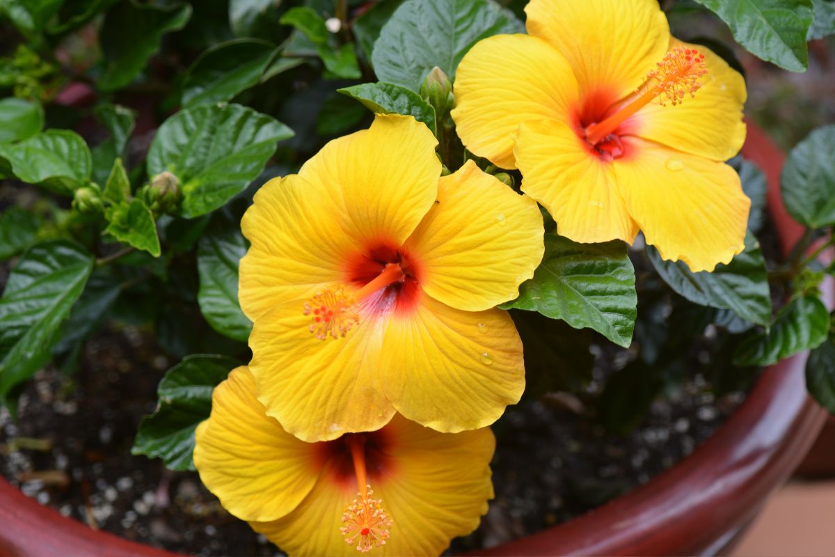 Piante resistenti al sole diretto - Ibisco