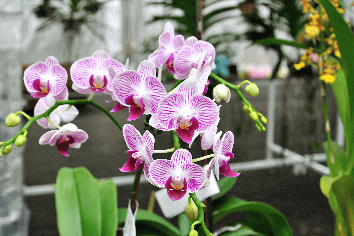perché le foglie dell'orchidea ingialliscono