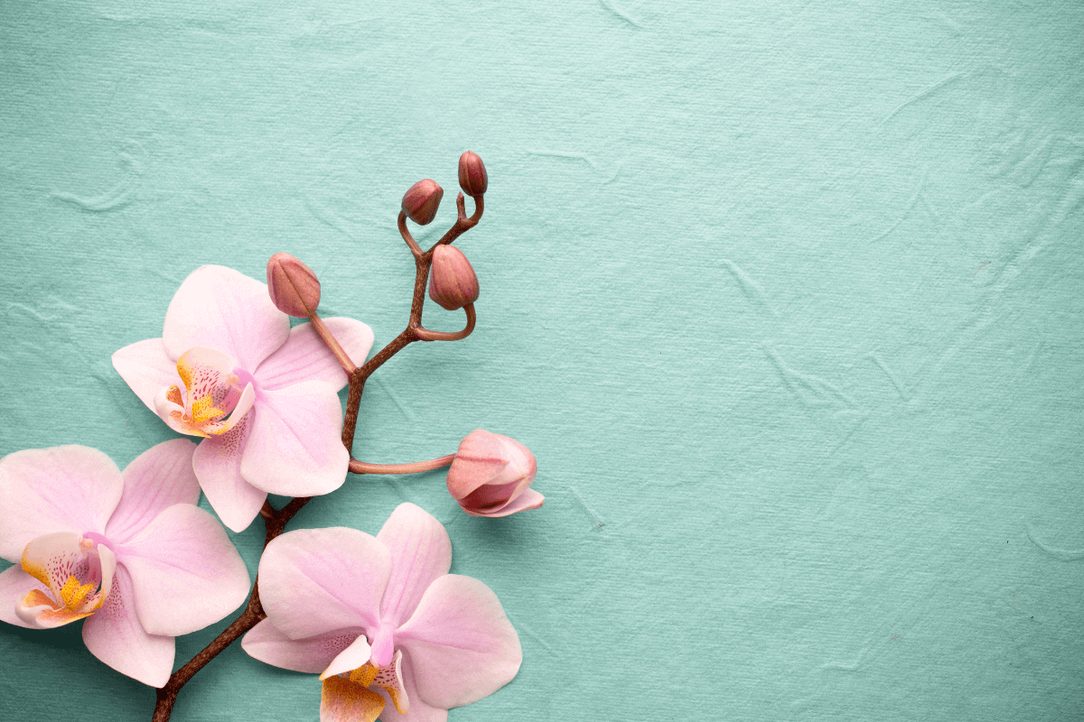 perché le foglie dell'orchidea ingialliscono