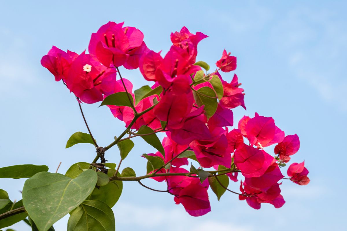 Il balcone è un piccolo angolo di paradiso che può trasformarsi in un'oasi di colori e profumi grazie alla presenza di una pianta speciale: la Bouganville. Scopri come coltivarla e darle un tocco di design all'ambiente esterno senza troppi sforzi. La Bouganville: un tripudio di colori (h2): La Bouganville (Bougainvillea) è una pianta rampicante originaria delle regioni tropicali e subtropicali del Sud America. I suoi fiori vivaci, che spaziano dal rosa acceso al rosso intenso, passando per il viola e l'arancione, rendono questa pianta un'opzione ideale per creare un balcone mozzafiato. Cura e coltivazione della Bouganville (h2): Per coltivare con successo la Bouganville sul tuo balcone, segui questi utili consigli. Posizione (h3): Scegli una posizione soleggiata per la Bouganville sul balcone. Assicurati che la pianta abbia spazio sufficiente per crescere sia in altezza che in larghezza. Terreno e innaffiatura (h3): La Bouganville si adatta bene a diversi tipi di terreno, ma è fondamentale che sia ben drenato. Utilizza un terriccio specifico per piante da fiore. Innaffia regolarmente la pianta, mantenendo il terreno umido ma non eccessivamente bagnato. Potatura (h3): La potatura è essenziale per mantenere la Bouganville sana e in forma. Pratica una potatura leggera durante l'inverno, rimuovendo i rami secchi e quelli che ostacolano la crescita equilibrata della pianta. Supporti (h3): Poiché la Bouganville è una pianta rampicante, fornisci dei supporti come tralicci o reti di sostegno per consentirle di arrampicarsi. Puoi modellare i rami lungo le reti per creare un effetto decorativo. Creare un balcone mozzafiato con la Bouganville (h2): Con pochi accorgimenti, puoi trasformare il tuo balcone in un'opera d'arte vivente con la Bouganville. Combinazioni di colori (h3): Scegli colori di fiori che si armonizzino con il tuo ambiente esterno. Il rosa e il viola sono scelte classiche, ma puoi sperimentare anche con il rosso intenso o l'arancione vivace. Vasi e contenitori (h3): Opta per vasi o contenitori che si abbinino al tuo stile e allo spazio disponibile sul balcone. Assicurati che i vasi abbiano un buon sistema di drenaggio per evitare ristagni d'acqua. Combinazioni di piante (h3): Abbinare la Bouganville ad altre piante rampicanti o fiorite può creare un effetto spettacolare. Prova a combinare la Bouganville con gelsomini o gerani per una varietà di colori e profumi. Conclusione (h2): La Bouganville è una scelta eccellente per aggiungere un tocco di design al tuo balcone senza troppi sforzi. Segui i consigli di coltivazione e lascia che i suoi fiori vivaci trasformino il tuo balcone in un'oasi di colori e profumi. Coltivare la Bouganville sul balcone sarà un'esperienza gratificante e ti permetterà di goderti un angolo di paradiso proprio a casa tua.