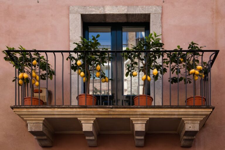 Alberi da balcone