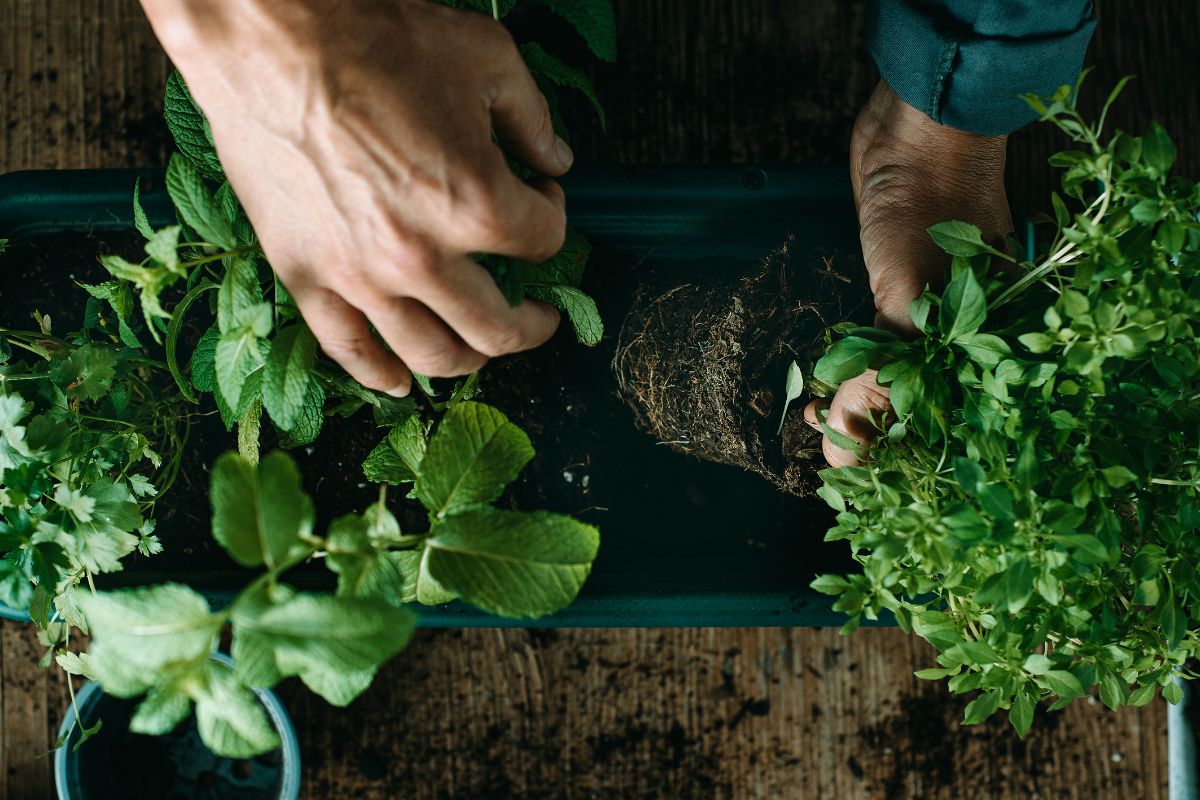 Orto biologico in casa
