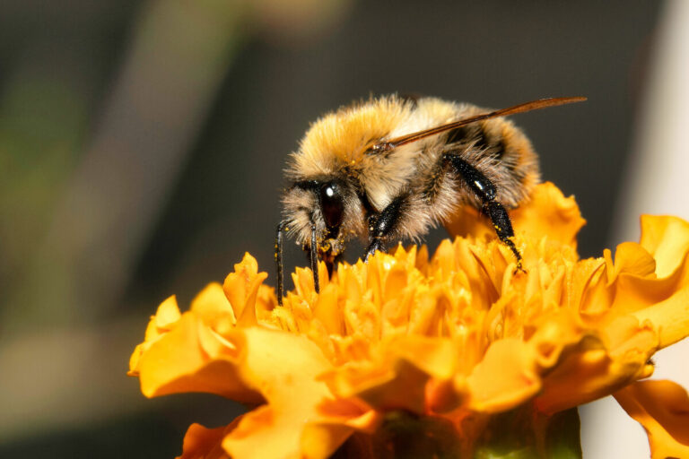 3Bee