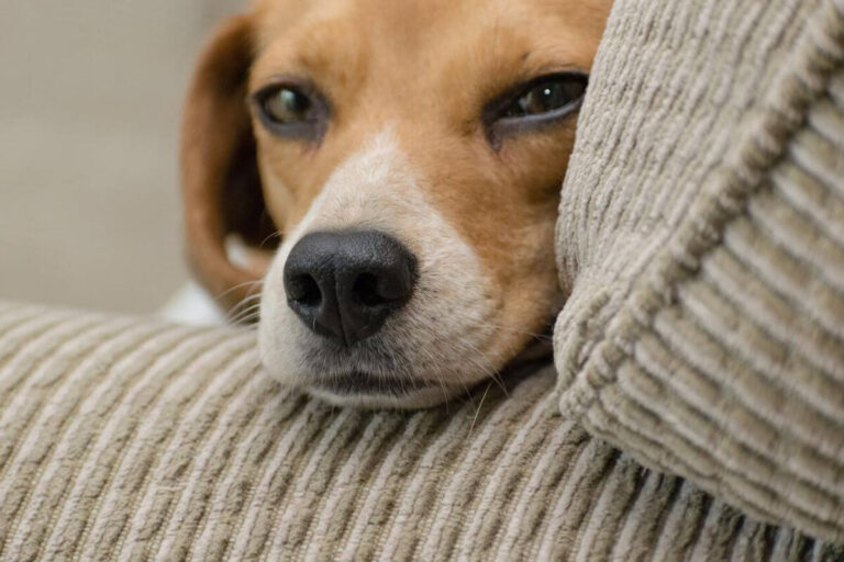 arredare esterno di casa per animali