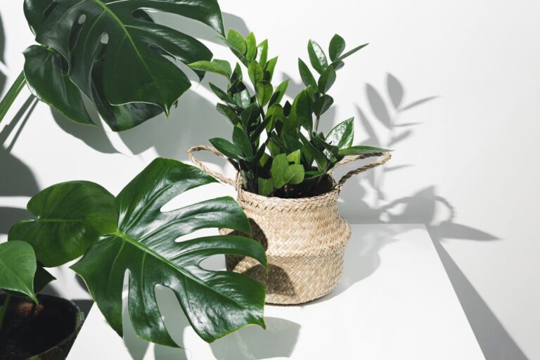 Zamioculcas