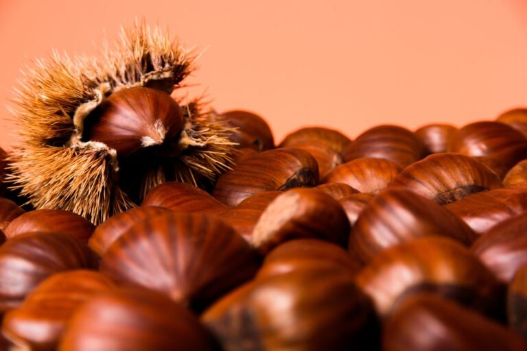 la raccolta castagne in Emilia Romagna