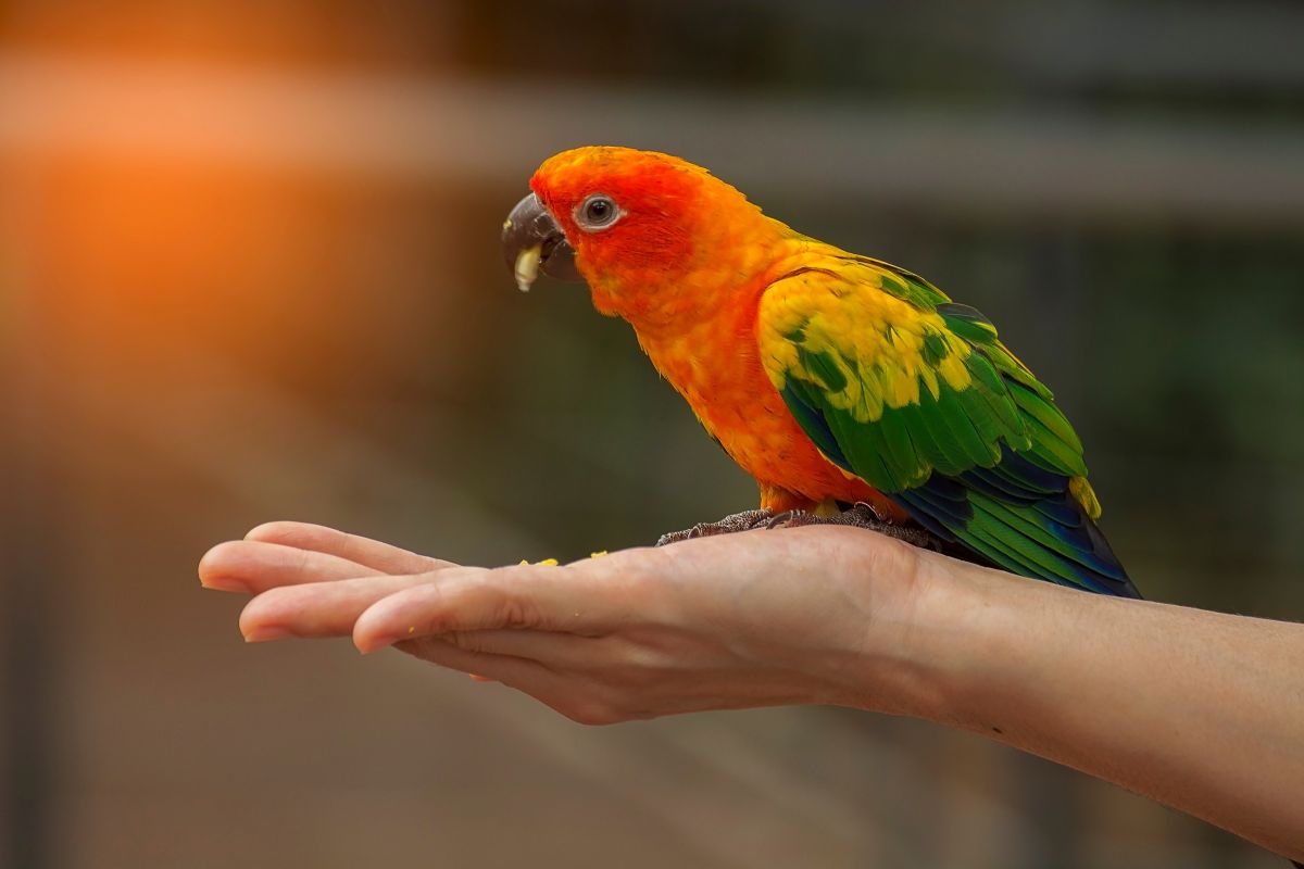 segno zodiacale animale pappagallo
