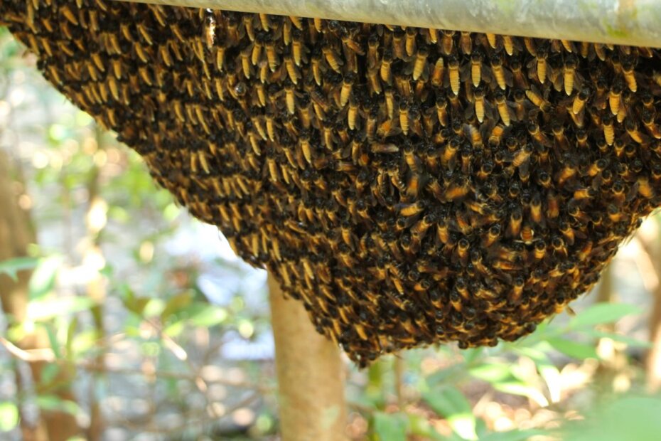 Nido di api in condominio