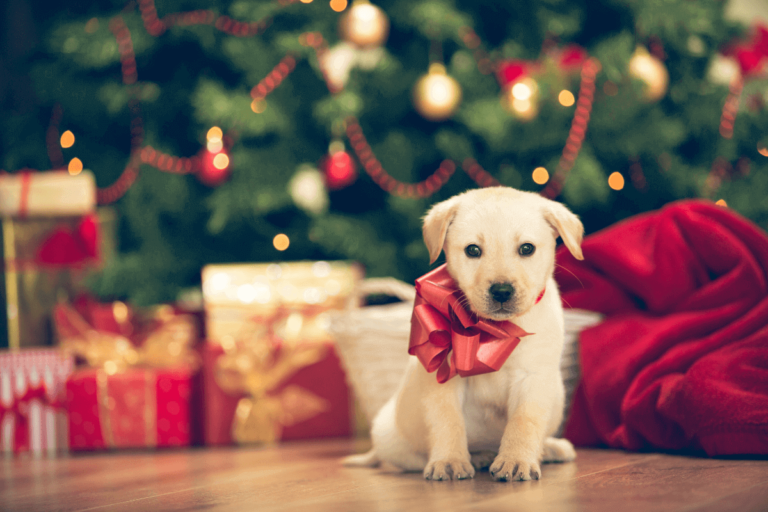 cosa regalare a un cane per Natale