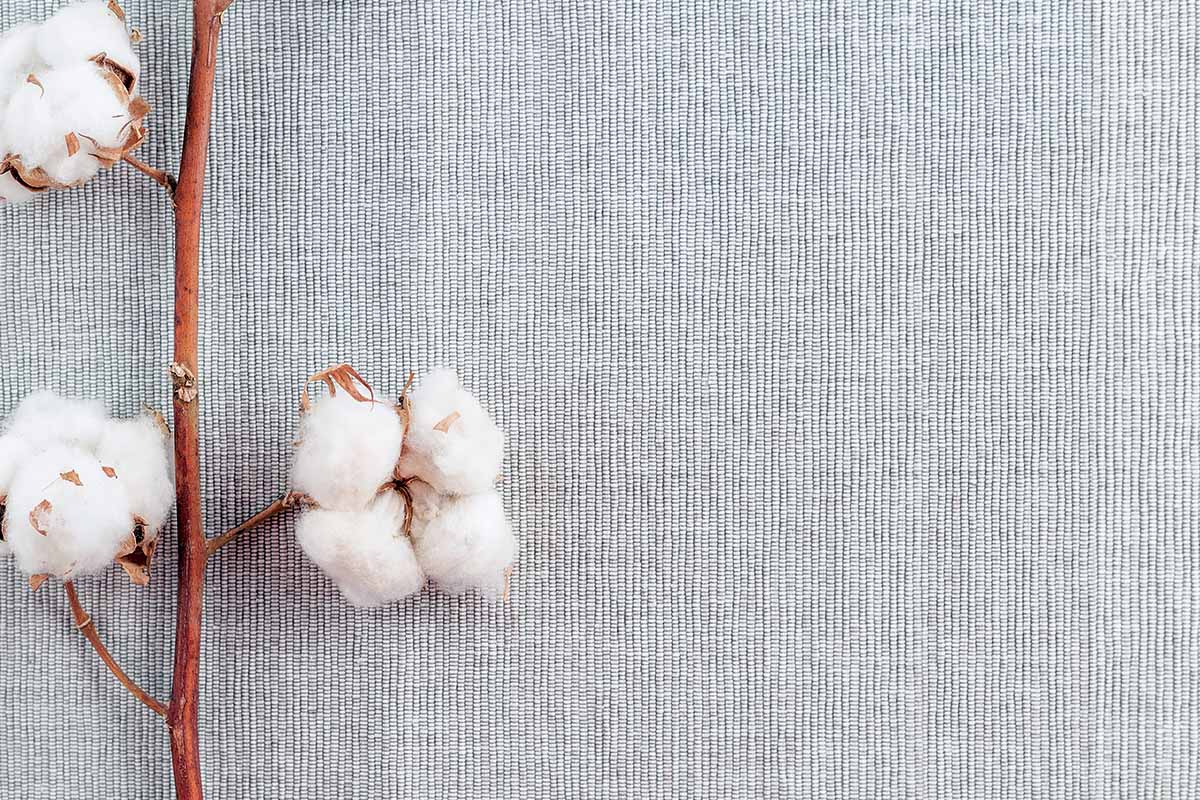 Che cosa significa cotone sostenibile?