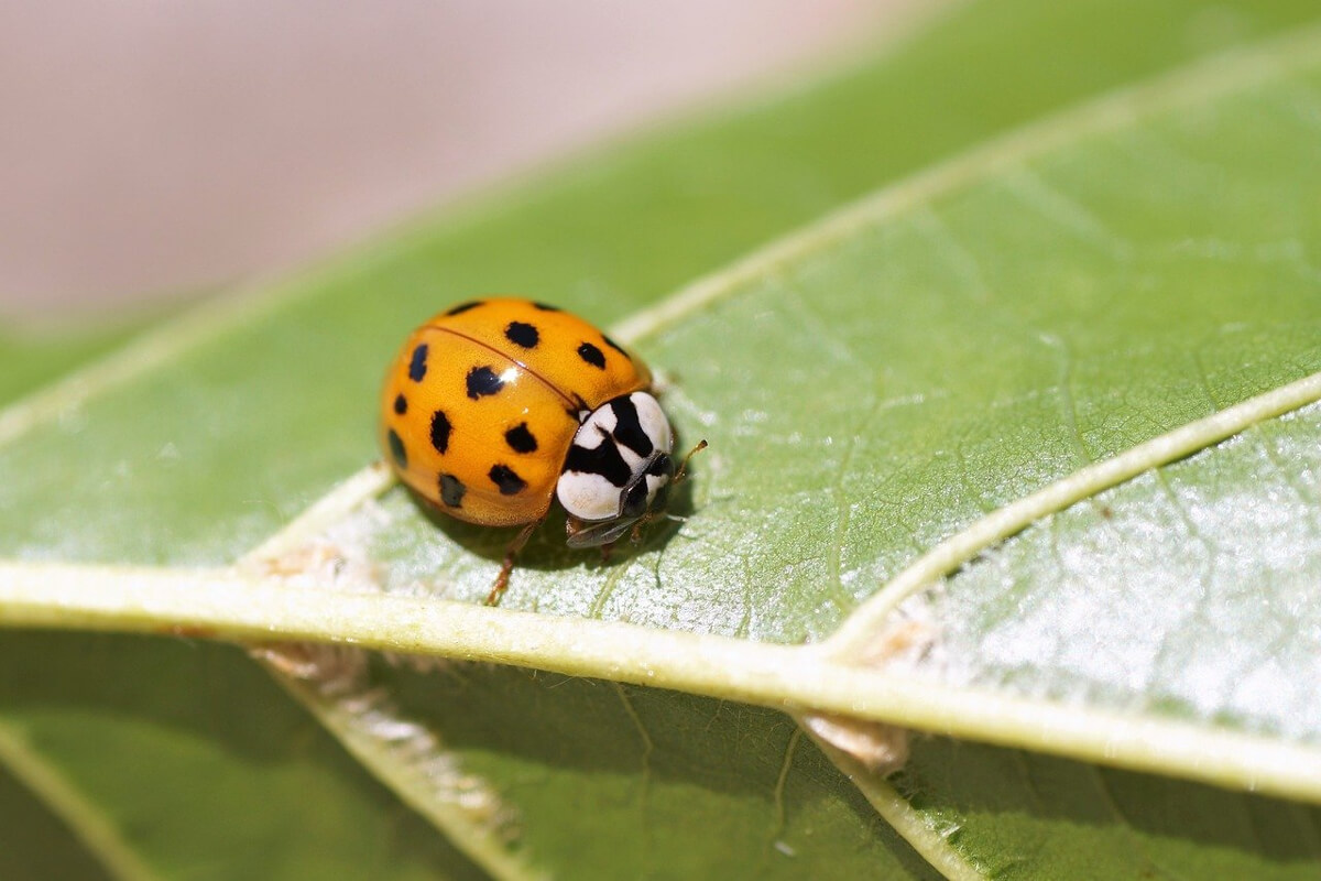 Guida agli insetti simili a coccinelle in casa: come liberarsene?