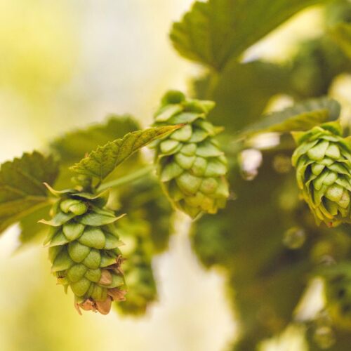 Al via SANA 2023 a Bologna, il 35° Salone Internazionale del Biologico e del Naturale