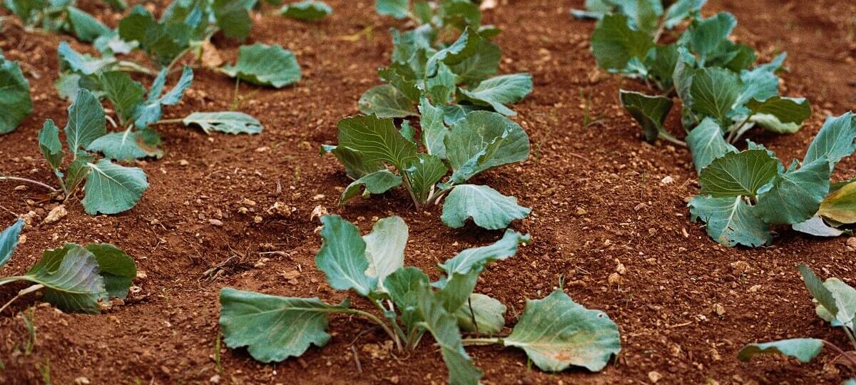 agricoltura innovativa|agricoltura innovativa|agricoltura innovativa