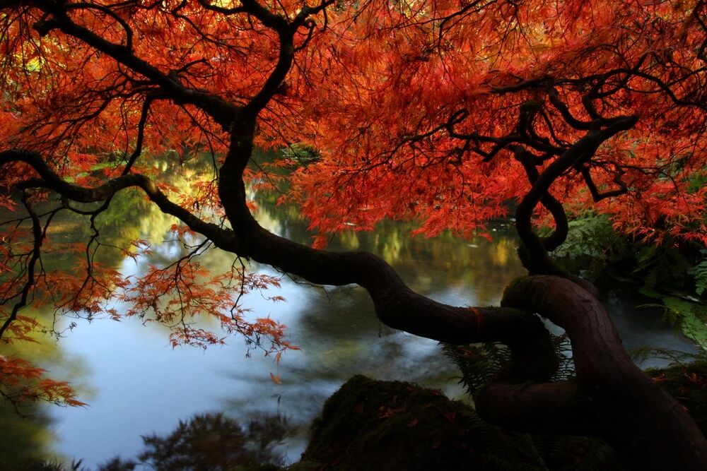 L'acero giapponese e il suo rosso in autunno