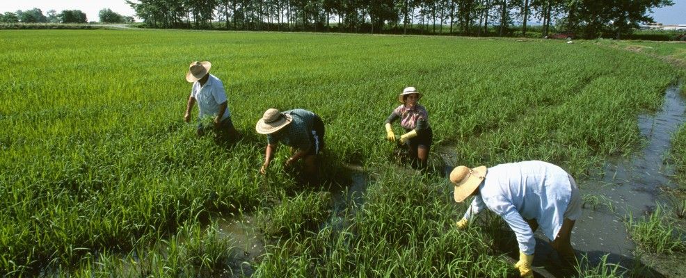 Lavoratori con cappelli di paglia in una risaia verde nella campagna vercellese
