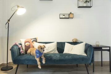 Casa pet friendly: come arredarla per vivere bene con cani e gatti