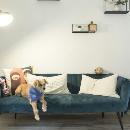 Casa pet friendly: come arredarla per vivere bene con cani e gatti