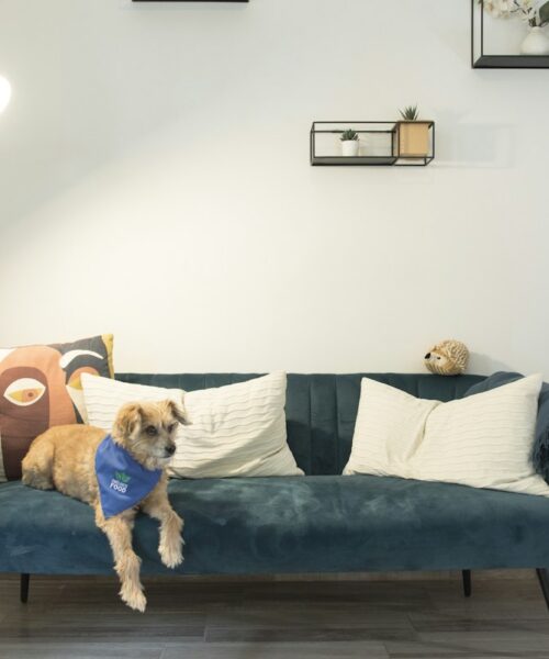Casa pet friendly: come arredarla per vivere bene con cani e gatti
