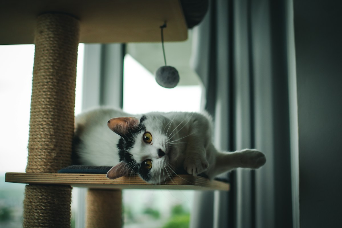 Gatto bianco e nero sdraiato su un tiragraffi accanto alla finestra