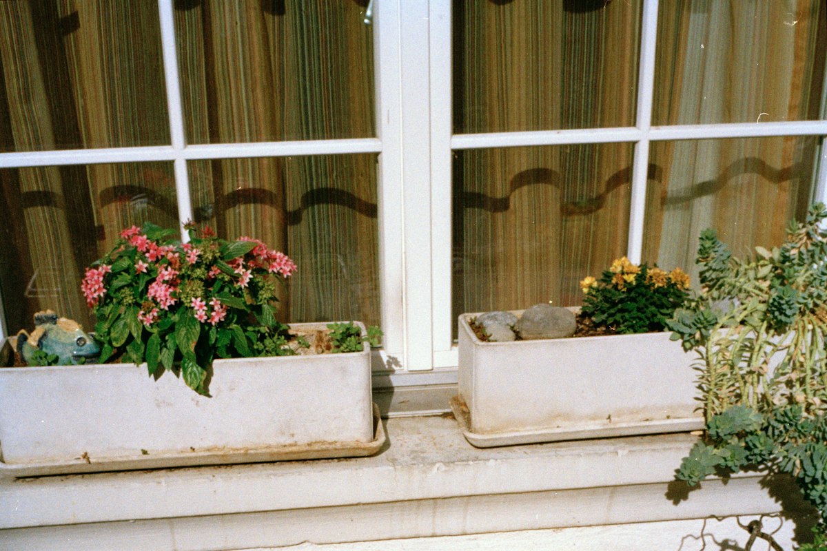 Fiori in vaso sul davanzale esterno di una finestra