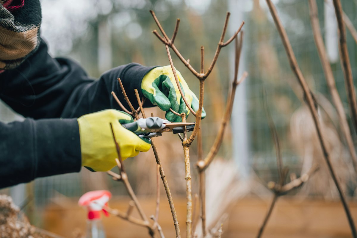 Mani con guanti da giardinaggio che potano un ramo con le cesoie