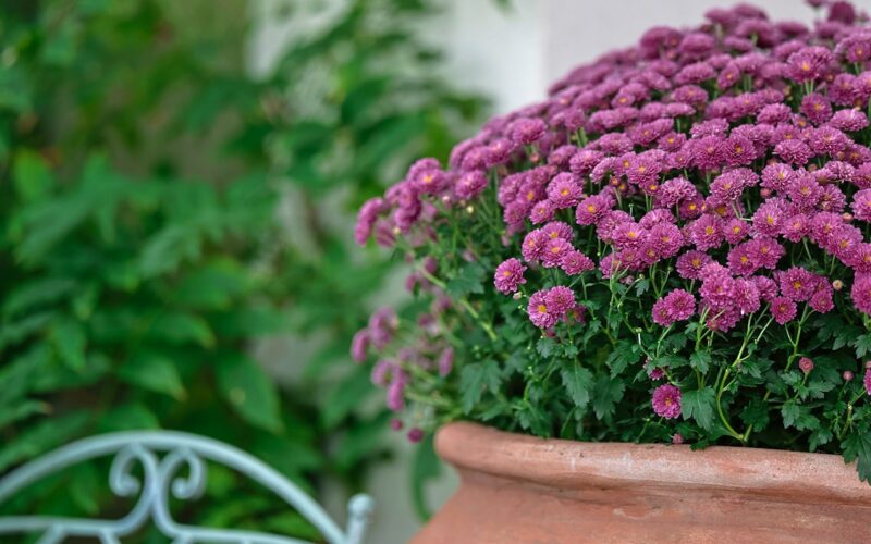 Grande vaso di terracotta con crisantemi viola in fiore